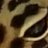 Crestedleo