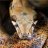 AmorphTheus