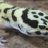 CarpeGecko