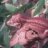 Hello Geckos