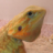 BDragons