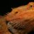 SnapDragonReptiles