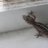 gatorgeckos