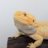 Showmedragons