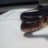 snakekingdom