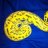 winecountryconstrictors