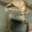 TheGeckolife