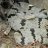 snakeman236