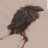 Ravenman