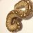 Devil's Den Reptiles