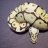 geckoblaze