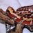 pogona31