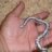 WestCoast Exotic Reptiles