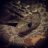 TemplumReptiles