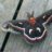 Silkmoth