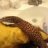 SoCal Varanus