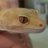 GeckoEcho