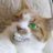 pouncethecat