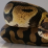 sarchumb
