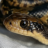 Cain-Reptiles