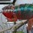 RoseExoticReptiles