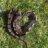SnakeKeeper35