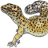 leopardgeckosofwv