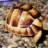 RockyMountainTortoises