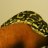 Terrell_Zeigler