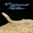 Prairiewind Exotics