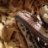 TjzReptilez