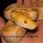 TheSnakePit