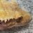 OpalsGecko