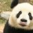 PandasEatPeople