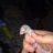 cbackwoodsgeckos