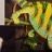 Reptile2005