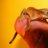 Geckosandcoolstuff