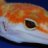 Magnum Geckos