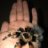 Spiderdad61