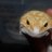 geocentricgecko