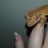 FireGolemGeckos