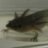 AxolotlWaddle