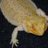 some_lizard_guy