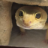 madsquirrel