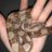 Karliereptiles