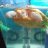 J9turtlepower