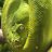 Onas Exotics