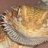 Heavensent Herps