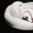 MuseReptiles