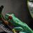 FrogzAndThingz